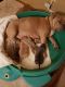 American Bully Puppies for sale in Antioch, CA 94509, USA. price: NA