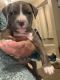 American Bully Puppies for sale in Clarksville, TN, USA. price: $800