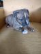 American Bully Puppies for sale in Algonquin, IL, USA. price: NA
