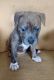 American Bully Puppies for sale in Algonquin, IL, USA. price: NA