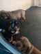 American Bully Puppies for sale in Morristown, TN 37814, USA. price: $600