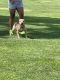 American Bully Puppies for sale in Barstow, CA, USA. price: $250