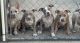 American Bully Puppies for sale in Sanford, FL, USA. price: NA