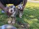 American Bully Puppies for sale in San Diego, CA, USA. price: $3,000