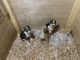 American Bully Puppies for sale in Ohio City, Cleveland, OH, USA. price: NA