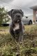 American Bully Puppies for sale in Hialeah, FL, USA. price: $5,500