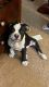 American Bully Puppies for sale in 568 S 30th St, Heath, OH 43056, USA. price: NA