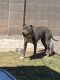 American Bully Puppies for sale in Laveen Village, Phoenix, AZ, USA. price: $150