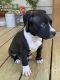 American Bully Puppies for sale in Leland, NC, USA. price: NA