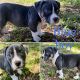 American Bully Puppies for sale in Clermont, FL 34711, USA. price: $1,500