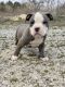 American Bully Puppies for sale in Boonville, MO 65233, USA. price: NA