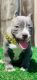 American Bully Puppies for sale in Fort Worth, TX, USA. price: $4,000