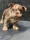 American Bully Puppies for sale in Stone Mountain, GA 30083, USA. price: $6,000