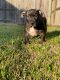 American Bully Puppies for sale in Houston, TX 77025, USA. price: $2,500