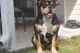 American Bully Puppies for sale in Slidell, LA, USA. price: $1,000