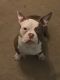 American Bully Puppies for sale in Greenfield, WI, USA. price: $2,000