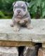 American Bully Puppies for sale in Baton Rouge, LA, USA. price: $5,000