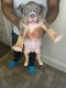 American Bully Puppies for sale in St Clair Shores, MI, USA. price: $3,000