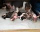 American Bully Puppies for sale in Columbia, MO, USA. price: $6,500