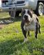 American Bully Puppies for sale in Lima, OH, USA. price: $500