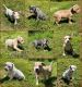 American Bully Puppies for sale in Nashville, TN, USA. price: $1,500