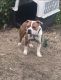 American Bully Puppies for sale in Memphis, TN, USA. price: $400