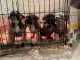 American Bully Puppies for sale in Logan, UT, USA. price: $2,000