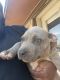 American Bully Puppies for sale in Oklahoma City, OK, USA. price: $1,200