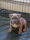 American Bully Puppies for sale in Morrisville, PA 19067, USA. price: NA
