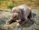 American Bully Puppies for sale in Erie, CO, USA. price: NA