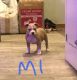 American Bully Puppies for sale in Binghamton, NY, USA. price: $300,000
