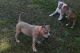 American Bully Puppies for sale in Bessemer, AL, USA. price: $2,000