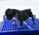 American Bully Puppies for sale in Dacula, GA 30019, USA. price: $4,000