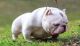 American Bully Puppies for sale in Dacula, GA 30019, USA. price: $3,000