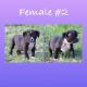 American Bully Puppies for sale in Clarksville, AR 72830, USA. price: NA