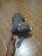 American Bully Puppies for sale in Selma, NC, USA. price: $200