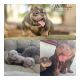 American Bully Puppies for sale in Kissimmee, FL 34741, USA. price: $8,000