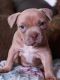 American Bully Puppies for sale in Jerome, ID 83338, USA. price: $5,000