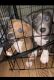 American Bully Puppies for sale in Clearwater, FL, USA. price: $1,500