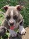 American Bully Puppies for sale in New Orleans, LA, USA. price: $2,200