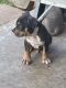 American Bully Puppies for sale in Oklahoma City, OK, USA. price: $1,500