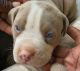 American Bully Puppies for sale in Franklinton, LA 70438, USA. price: $70,433