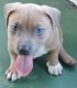 American Bully Puppies for sale in Clearwater, FL, USA. price: $1,200