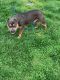 American Bully Puppies for sale in Ave I, St. Louis, MO 63125, USA. price: NA