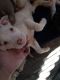 American Bully Puppies