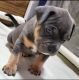 American Bully Puppies for sale in Jasper, TX 75951, USA. price: $3,000
