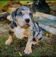 American Bully Puppies for sale in Jasper, TX 75951, USA. price: $3,500