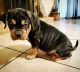American Bully Puppies for sale in Jasper, TX 75951, USA. price: $2,500
