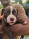 American Bully Puppies for sale in Puthuvype Lighthouse, Puthuvype Beach Light House Rd, Puthuvype, Kochi, Kerala 682508, India. price: 50000 INR