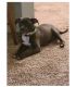 American Bully Puppies for sale in Cordova, TN 38018, USA. price: $300